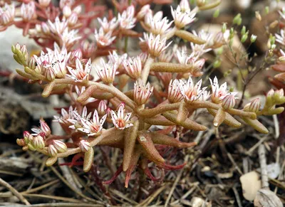 Sedum hispanicum L., Очиток испанский (World flora) - Pl@ntNet identify