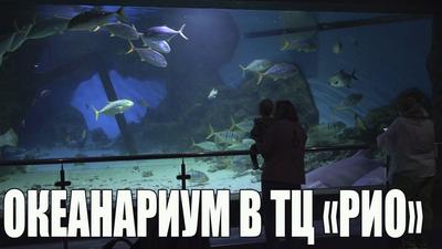Отзыв о Океанариум в ТРЦ \"РИО\" (Россия, Москва) | Понравится, даже если  есть с чем сравнить!...