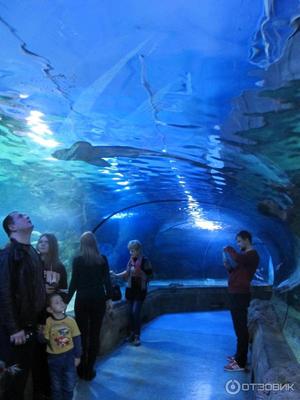 Океанариум в Москве в Москве — подробная информация с фото