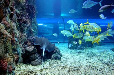 Отзыв о Океанариум в ТРЦ \"РИО\" (Россия, Москва) | А вы видели как едят рыбы?