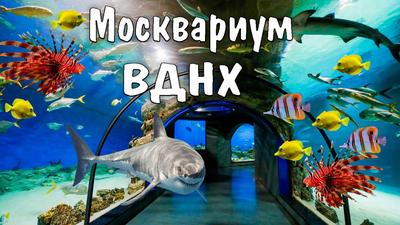 В Москве открылся крупнейший в Европе Центр океанографии и морской биологии  - Газета.Ru
