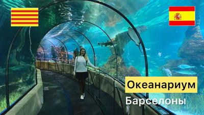 Океанариум продает детские билеты за 300 рублей: посмотреть на дельфинов  стоит в два раза дороже - 31 июля 2019 - НГС.ру