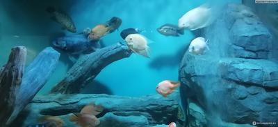 В Самаре открыли океанариум с редкими рыбами и экзотическими животными |  23.12.2019 | Самара - БезФормата