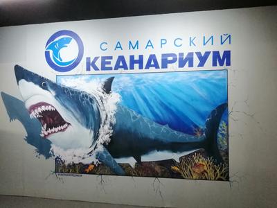 Новый океанариум могут построить в Мурманске | ОБЩЕСТВО | АиФ Мурманск