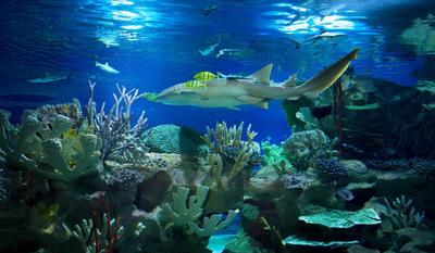 Океанариум, Санкт-Петербург - «Насладитесь красотой подводного мира!..» |  отзывы