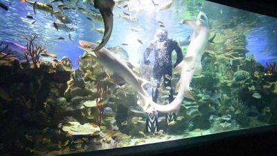 Океанариум Санкт-Петербурга – как выглядит подводный тоннель-аквариум с  акулами - YouTube