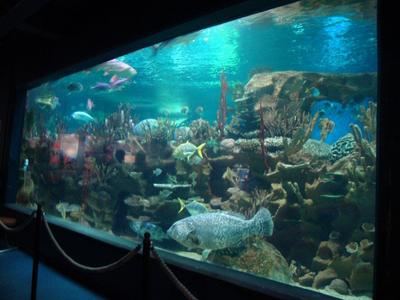 Санкт-Петербургский океанариум: фото, цены, отзывы, как добраться