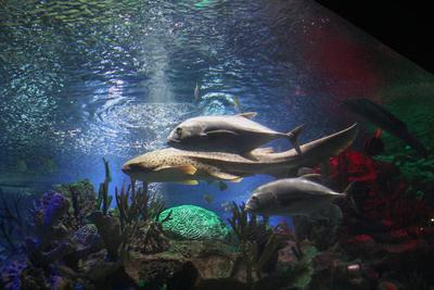 Океанариум, Санкт-Петербург - «Потрясающее место. Гигантский аквариум  туннель с акулами. + ВИДЕООБЗОР.» | отзывы