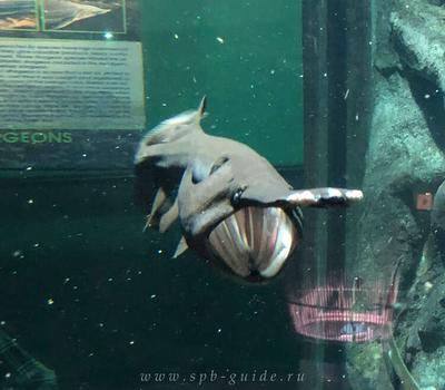 В петербургском океанариуме поселился гигантский осьминог