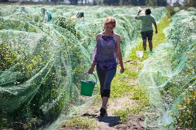 Онлайн Брест - новости Бреста on X: \"Огуречная столица Беларуси. Брестская  область, агрогородок Ольшаны. Видео с высоты - https://t.co/CBFUgYFccM  https://t.co/yvkJzVzd81\" / X