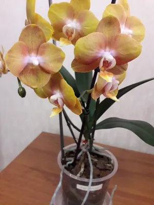 Орхидея Фаленопсис \"Лас-Вегас\" купить с доставкой