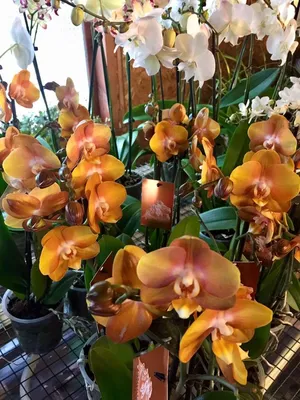 Орхидея Фаленопсис Лас Вегас 2 ствола D:12см купить в Москве с доставкой