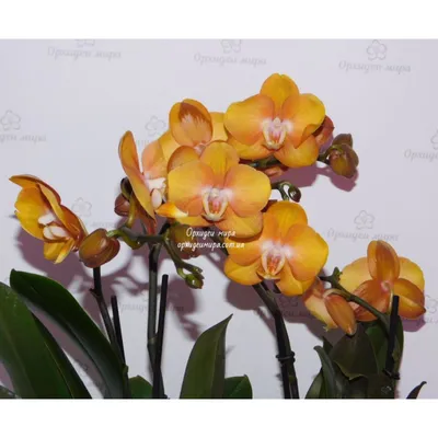 Phalaenopsis Las Vegas - Орхидеи, орхидеи уход субстратов, Oрхидариумы