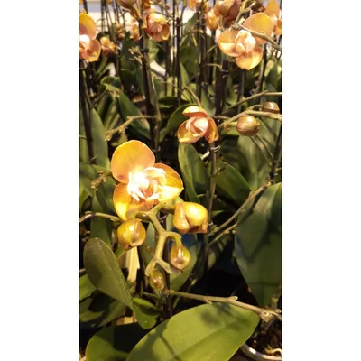 Купить орхидею Фаленопсис Лас Вегас (Las Vegas) с доставкой по Украине.