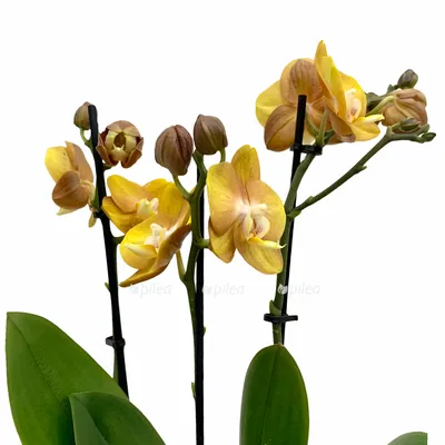 Орхидея \"Лас Вегас\" | Цветы Татьяны | Дзен