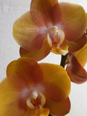 Орхидея Фаленопсис Лас Вегас купить в Москве с доставкой в интернет  магазине Pilea