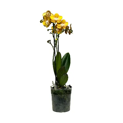 Купить Фаленопсис (орхидея) 12*30 2 ствола Las Vegas (Оk-plant) оптом |  Paeonia