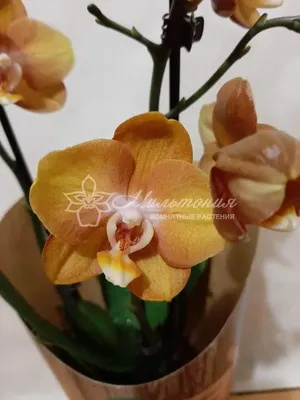Купить Фаленопсис (орхидея) 12*30 2 ствола Las Vegas (Оk-plant) оптом |  Paeonia
