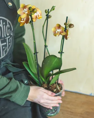 Орхидея Фаленопсис Лас Вегас (Phalaenopsis Las Vegas)