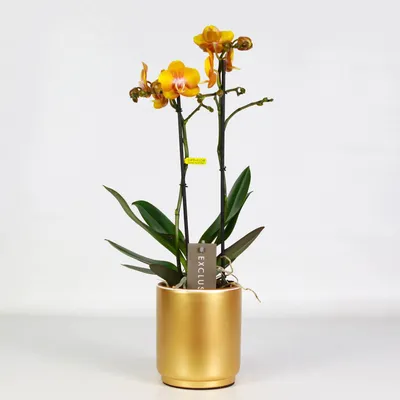 Купить Орхидея Фаленопсис Лас-Вегас | UFL