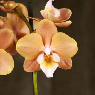 Орхидея Лас Вегас, шикарные кусты Акция Акция Акция 200 гр ! | Instagram