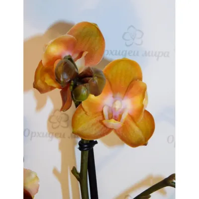 Сортовые Орхидеи купить в Москве