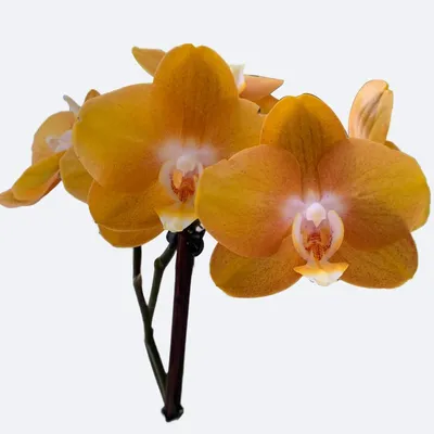 Орхидея-Плюс - Орхидея Фаленопсис Мультифлора Лас-Вегас! Два... | فيسبوك
