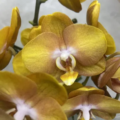 Орхидея Фаленопсис мультифлора купить в Москве