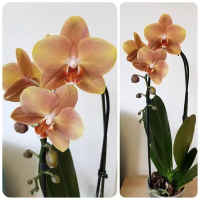 Орхидея Phal. Las Vegas бабулетка - купить, доставка Украина