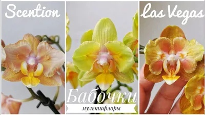 Орхидея Феленопсис Азиан Оранж Сан | Anturium-joli-flow.ru