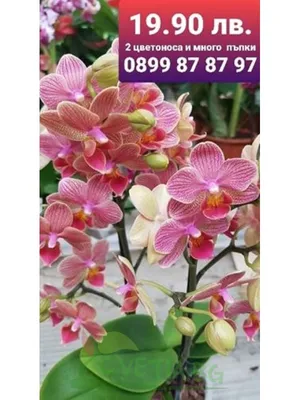 Орхидея (ФАЛЕНОПСИС) Лас Вегас Яркие огненные красавчики По 2 растения в  горшке (ID#1313446210), цена: 345 ₴, купить на Prom.ua