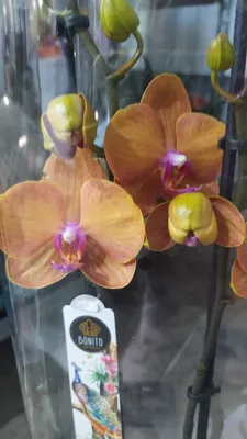 Орхидея Фаленопсис Лас Вегас – купить в Москве, цена 2 399 руб., продано 10  февраля 2020 – Растения и семена