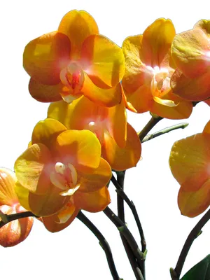 Орхидея Фаленопсис | купить на FlowersLand.by