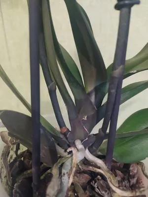🌷НОВО🌷 Орхидея Фаленопсис каскадна с уникален цвят + 🎀подарък кашпа🎀  Цена 19.90 лева Поръчай на тел. 0876 100 086, през сайта ни или… | Glass  vase, Plants, Vase