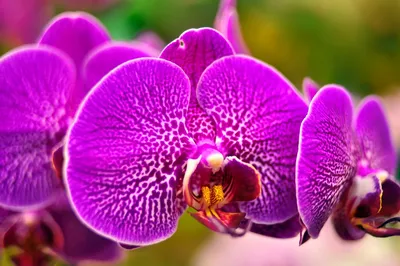 Купить Орхидея пятнистая Лос-Анджелес | UFL