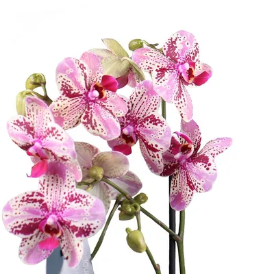 Ветка орхидеи Лос-Анджелес купить в Минске, цены