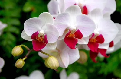 Самые красивые орхидеи фаленопсис - 64 фото