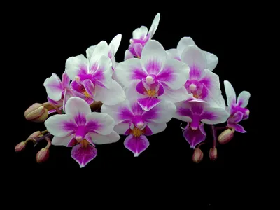 Орхидея Phal. La Paz 1,7 - купить, доставка Украина