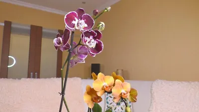 Купить Орхидея Фаленопсис Лос-Анджелес | UFL