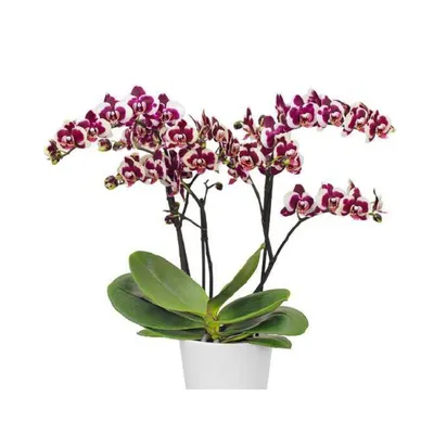 Орхидея Phal. La Maggia - купить, доставка Украина