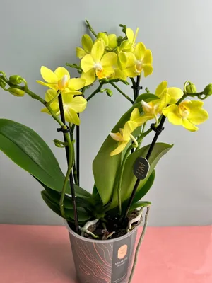 Орхидея Фаленопсис Мультифлора Лапаз купить в Москве с доставкой | Магазин  растений Bloom Story (Блум Стори)
