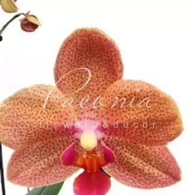 Купить Фаленопсис (орхидея) мультифлора 12*35 1 ствол Sunset Love (Green  Balanz) оптом | Paeonia