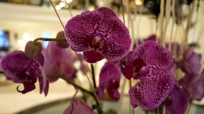 Орхидея бухарест (33 фото) - 33 фото