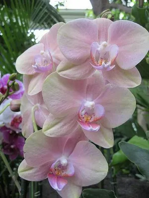 Купить Розово-желтая орхидея Лос-Анджелес | UFL