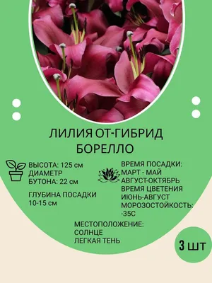 Орхидея Фаленопсис Мультифлора Лапаз купить в Москве с доставкой | Магазин  растений Bloom Story (Блум Стори)