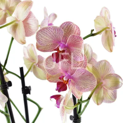 Орхидея \"Фаленопсис Лос Анджелес\" купить по низкой цене | \"Фаленопсис Лос  Анджелес\" в интернет-магазине kashpo.store