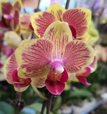 Букет из Роз, Орхидеи и Гвоздики «Шангри Ла» с доставкой | СтудиоФлористик