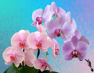 Орхидея феррара - 73 фото