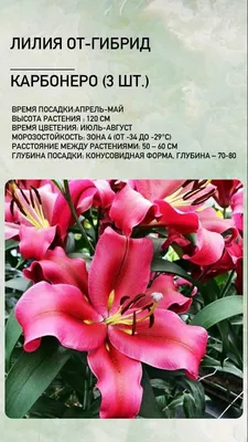 Купи за 58.00 лв. Орхидея Фаленопсис в еко опаковка с доставка на цветя  LaRose