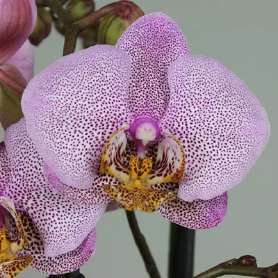 Орхидея манхэттен фото